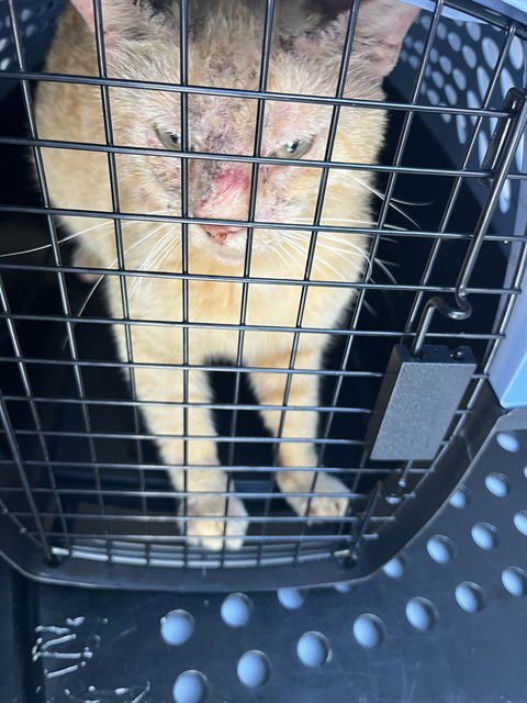 MUHAMMAD - Domestic Short Hair available for adoption