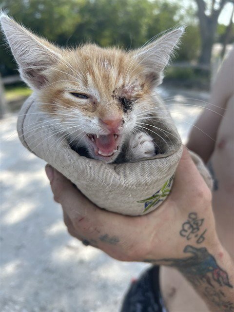 SAWYER - Domestic Short Hair available for adoption