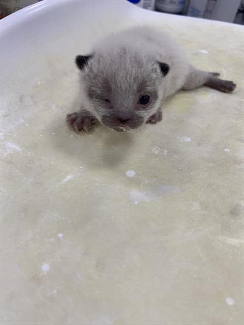 LILAC - Domestic Short Hair available for adoption