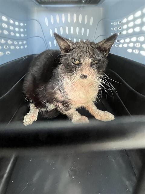 JEEVES - Domestic Short Hair available for adoption