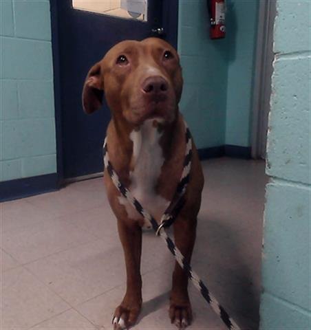 NOVA - Pit Bull Terrier available for adoption