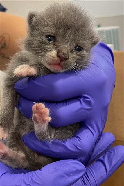 BLUEY - Domestic Short Hair available for adoption