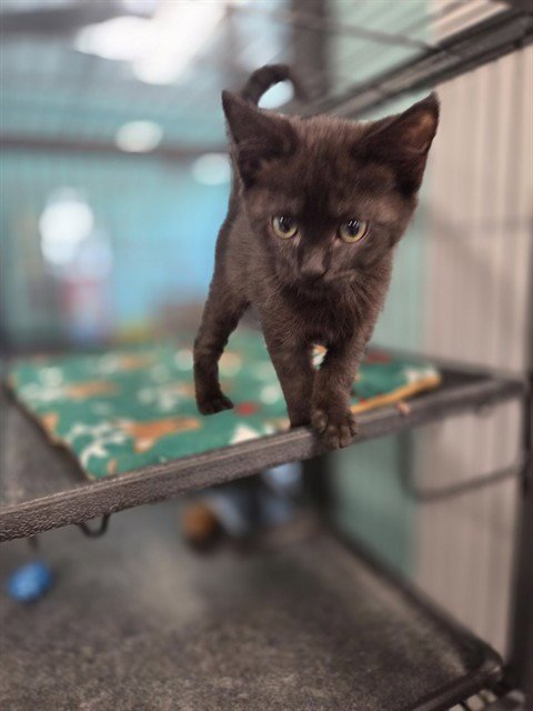 MAVIS - Domestic Medium Hair available for adoption