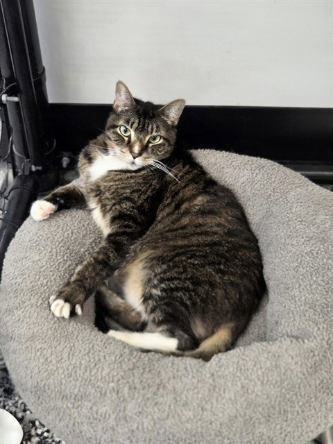 FRANKIE - Domestic Short Hair available for adoption
