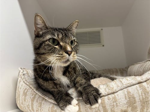 FRANKIE - Domestic Short Hair available for adoption