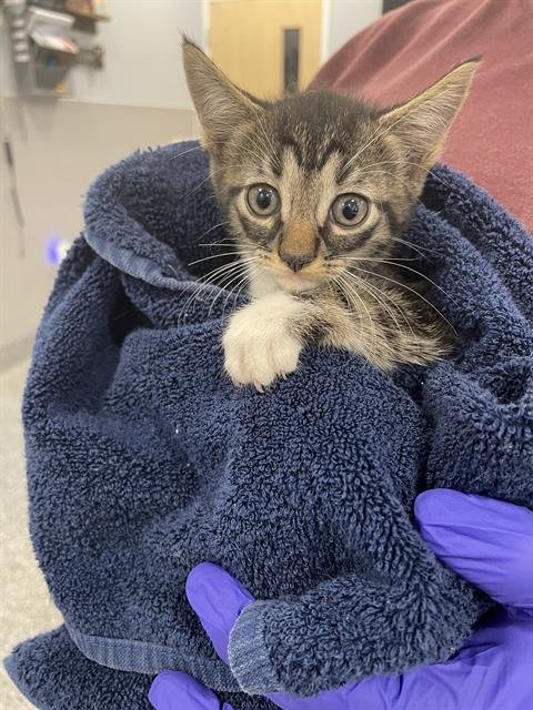 TAFFY - Domestic Short Hair available for adoption