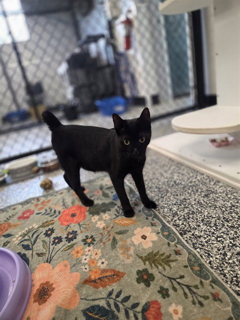 COLBY - Domestic Short Hair available for adoption
