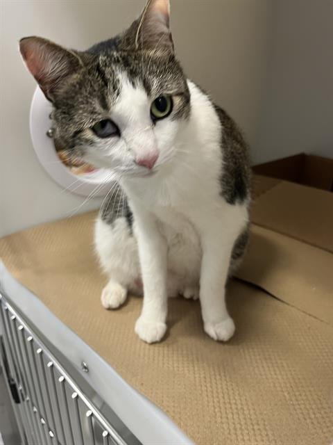 LADY - Domestic Short Hair available for adoption