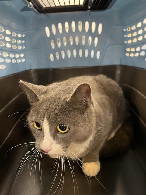 PENNY - Domestic Short Hair available for adoption