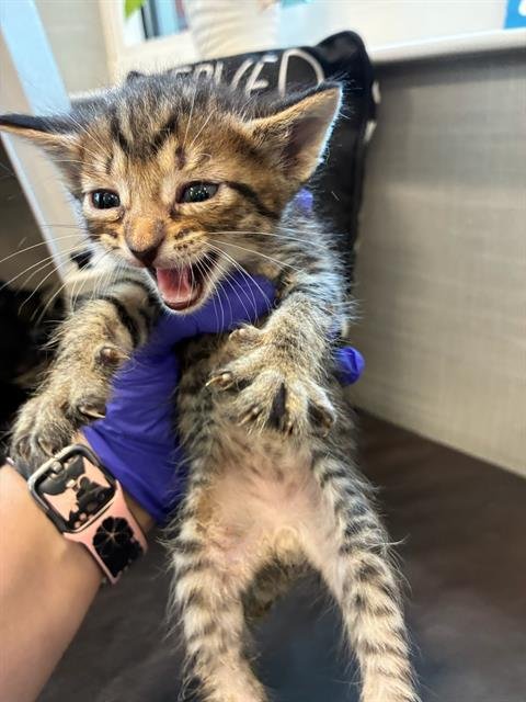 THEO - Domestic Short Hair available for adoption