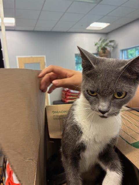 A138806 - Domestic Short Hair available for adoption