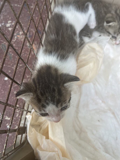 A138032 - Domestic Short Hair available for adoption