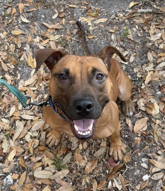 DAPHNE - Staffordshire Bull Terrier available for adoption