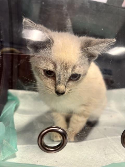 A133878 - Domestic Short Hair available for adoption