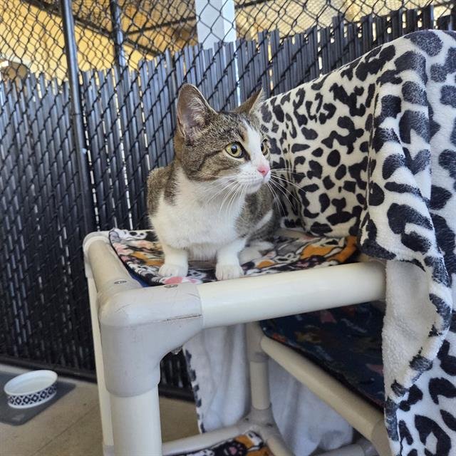 KIKI - Domestic Short Hair available for adoption