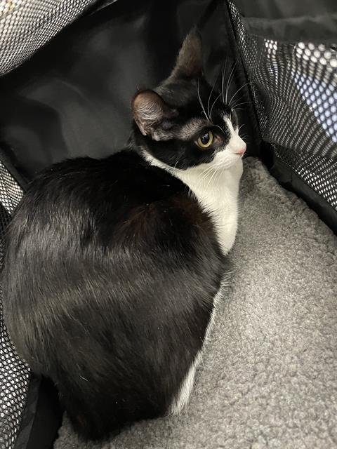 A137561 - Domestic Short Hair available for adoption