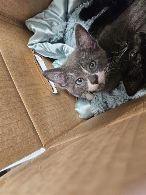 LONDON - Domestic Short Hair available for adoption