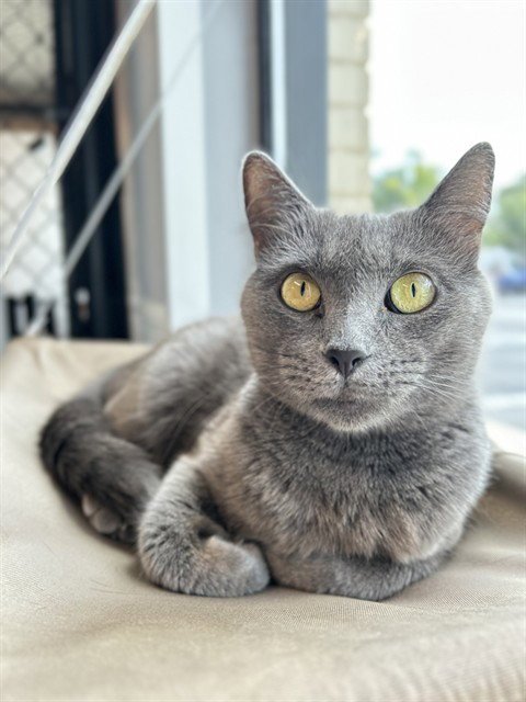 SABLE - Domestic Short Hair available for adoption