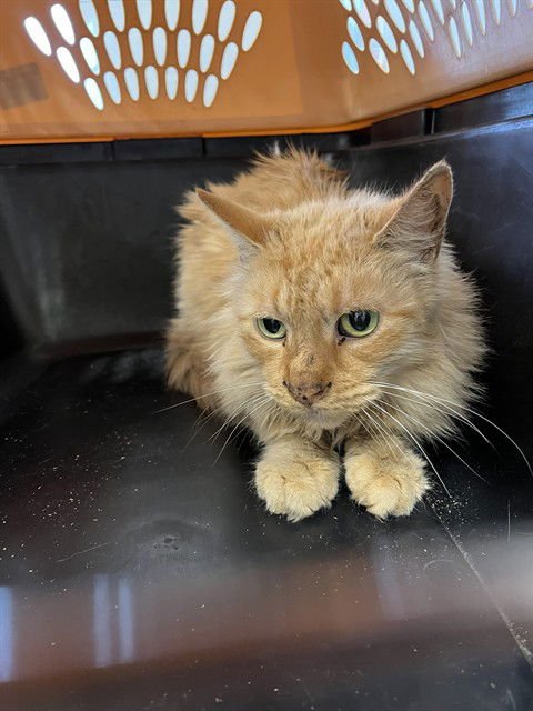 SCARLET - Domestic Medium Hair available for adoption