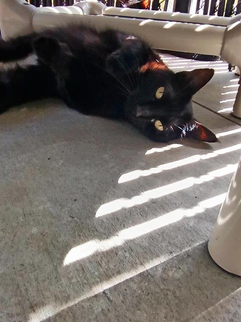 ZARA - Domestic Short Hair available for adoption