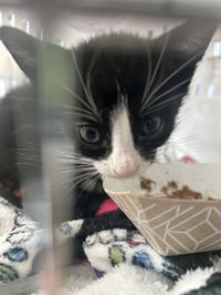 DJ KITTY - Photo 1