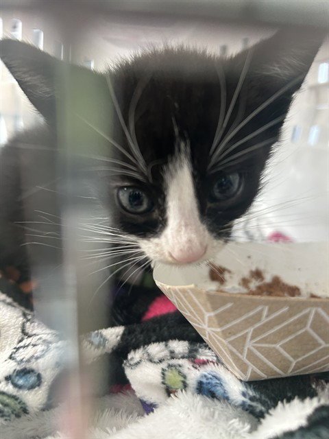 DJ KITTY - Domestic Short Hair available for adoption