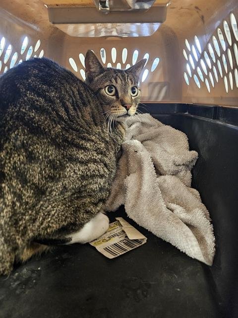 CASH - Domestic Short Hair available for adoption
