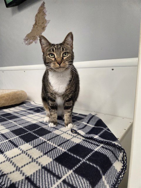 OLIVIA - Domestic Short Hair available for adoption