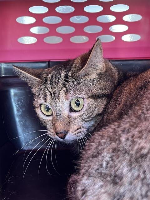 BETTY CROCKER - Domestic Short Hair available for adoption