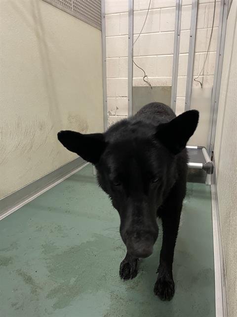 MARLIN - German Shepherd Dog available for adoption