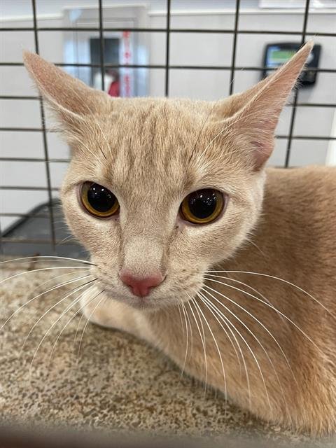 A134794 - Domestic Short Hair available for adoption