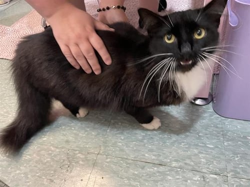 CURLY Q - Domestic Medium Hair available for adoption