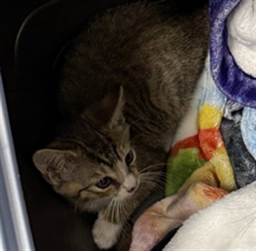 TOBY - Domestic Short Hair available for adoption