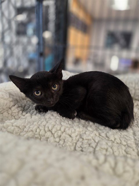 BURRATA - Domestic Short Hair available for adoption