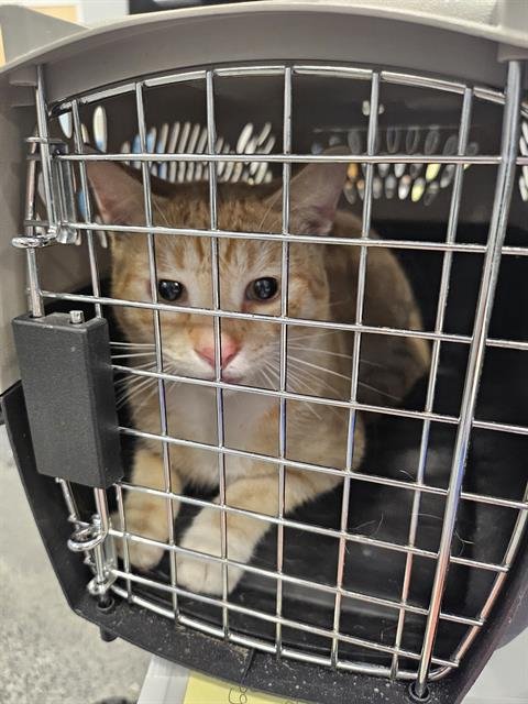 A134784 - Domestic Short Hair available for adoption