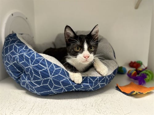 DALLAS - Domestic Short Hair available for adoption