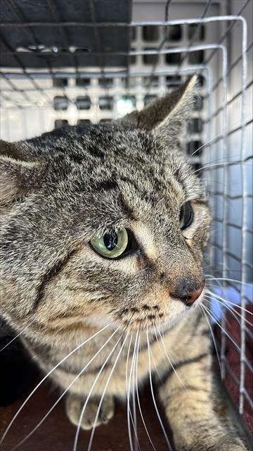 MR POTATO HEAD - Domestic Medium Hair available for adoption