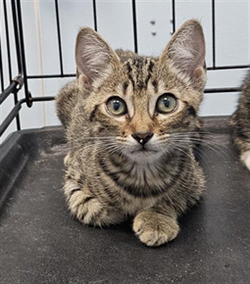 A137607 - Domestic Short Hair available for adoption