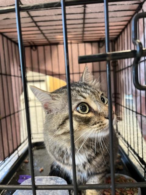 KANE - Domestic Medium Hair available for adoption