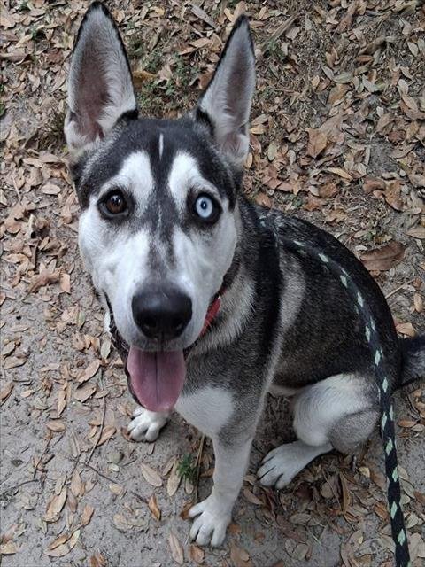 KENAI - Husky available for adoption