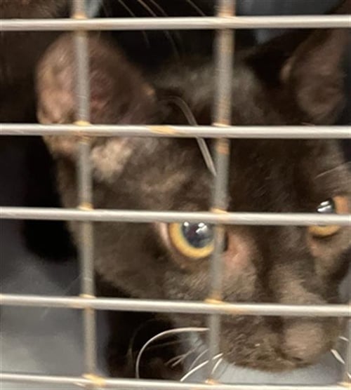 A135188 - Manx available for adoption