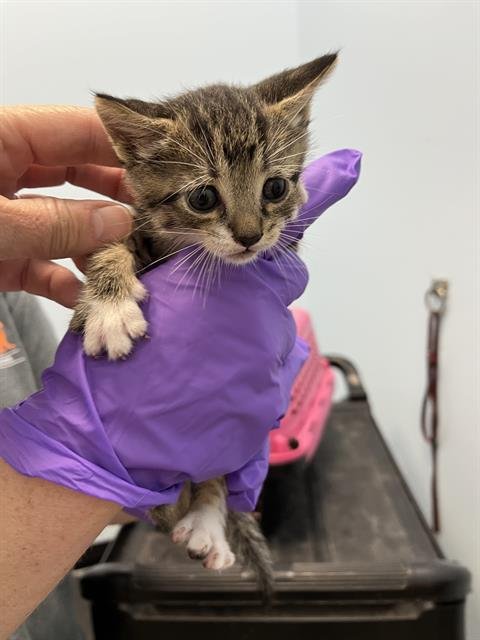 JERRY - Domestic Short Hair available for adoption