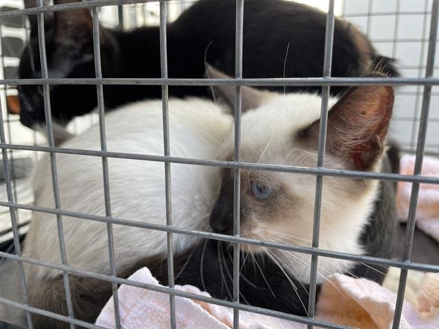 MOCHI - Domestic Short Hair available for adoption