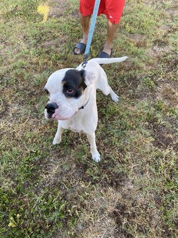 BRODY - Boxer / Bulldog available for adoption