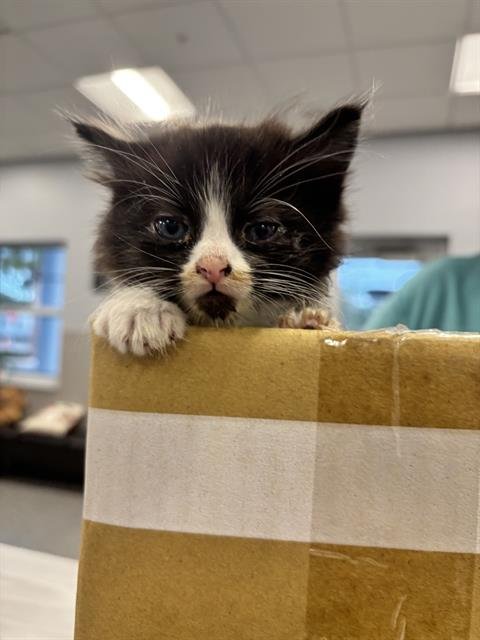 JIMMY - Domestic Medium Hair available for adoption