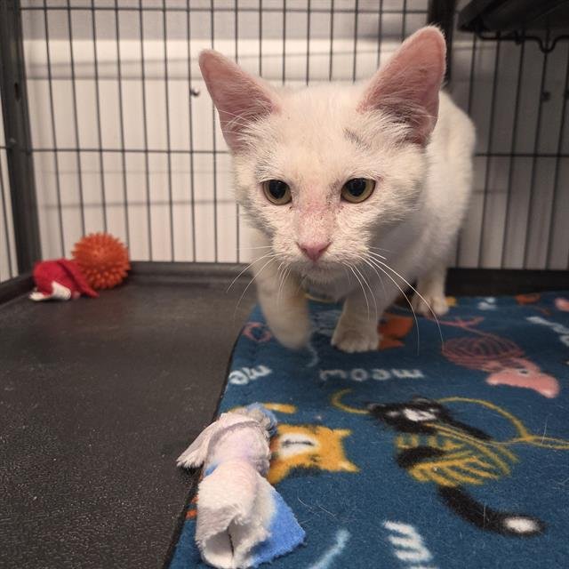 POTATO CHIP - Domestic Short Hair available for adoption