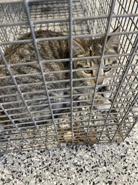 HAZELNUT - Domestic Short Hair available for adoption