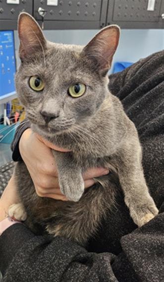 A134435 - Domestic Short Hair available for adoption