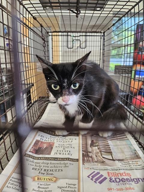 IVY - Domestic Short Hair available for adoption