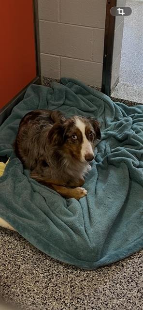 LOKI - Australian Shepherd available for adoption